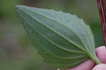 Groovestem Indian plantain